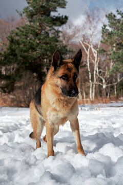 Charming purebred dog on background of green coniferous trees, vertical picture. Beautiful young girl dog breed German Shepherd black and red color stands in winter snow forest and poses.