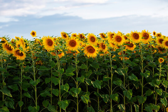 Summer landscape with sunflowers and sky, nature