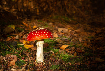Fly Agaric (amanita muscaria) in autumn sunshine