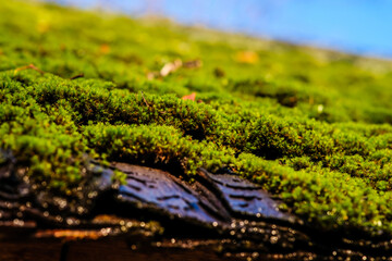Obraz premium Moss on the roof, old wooden house with green roof. Selective focus