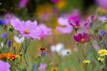 field of flowers