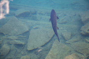 A trout swimming in Blausee, Switzerland