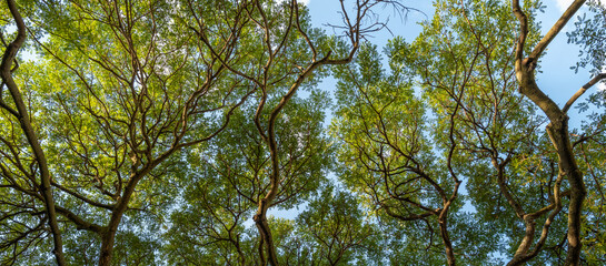 Tree4 Canopy under Turquoise skies.