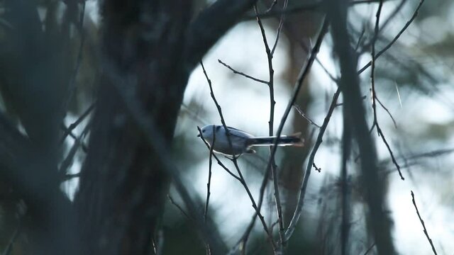 Cute Long-tailed tit, Aegithalos caudatus feeding on a twig during a darkening autumn evening in Estonian boreal forest. 