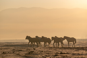 Fototapeta na wymiar Wild horses grazing on pasture at sundown in orange sunny light. Dramatic foggy scene. Beauty world. plain. early morning.
