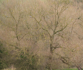 Naklejka premium scenic autumnal branches of yellow and green hue with a scattering of wood pigeons