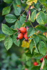 Reife Hagebutten am Strauch