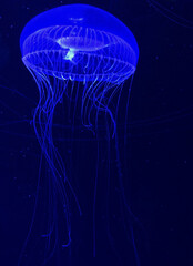 Blue Jellyfish Underwater I.