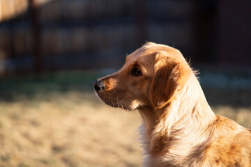 cute golden retriever dog staring at something off camera