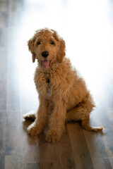 golden doodle puppy staring at camera happily while sitting on floor