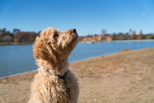 goldendoodle dog in park awaiting master's orders