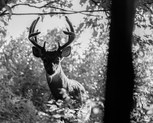 Black and white portrait of a White-tailed Buck (Odocoileus virginianus) with velvet antlers in the forest during late summer. Selective focus, background and foreground blur
