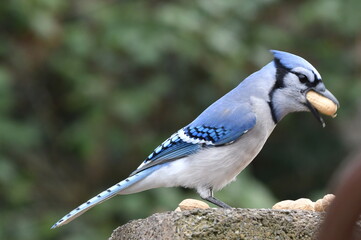 Bluejay peanut