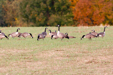 Flock of Canadian Geese (Branta canadensis) feeding in a field in autumn. Selective focus, foreground and background blur 
