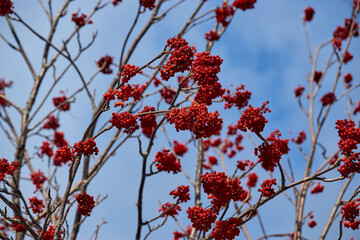 Ripe seasonal red useful wild forest berries grow on tree in winter. Tree branches studded with red berries of viburnum on background of blue sky with white clouds. Horizontal banner.