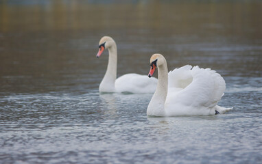 Plakat Graceful swans swimming on the river, in winter. Selective focus