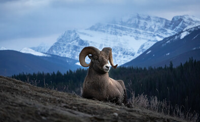 A Big horned sheep on a mountain in Jasper National Park - Powered by Adobe