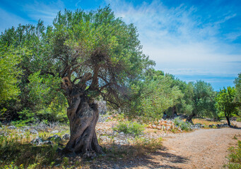 Fototapeta na wymiar Olive Trees Garden, Mediterranean old olive field. Croatia olive grove, Lun, island Pag. - Image