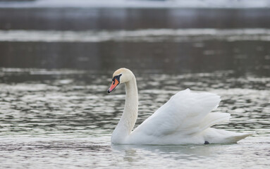 Fototapeta premium Graceful swan swimming on the river, in winter. Selective focus