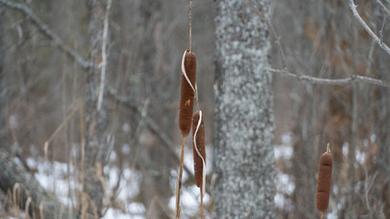 Cattails in the winter woods