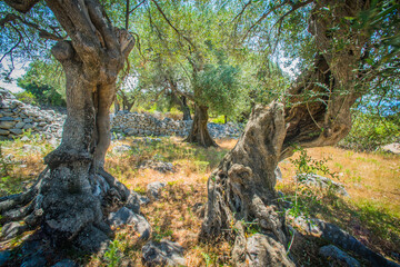 Fototapeta na wymiar Olive Trees Garden, Mediterranean old olive field. Croatia olive grove, Lun, island Pag. - Image