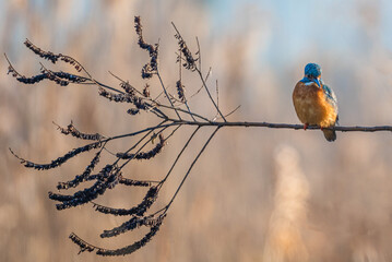 martin pescatore in caccia sul fiume tevere nella riserva di nazzano tevere farfa