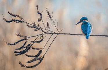 martin pescatore in caccia sul fiume tevere nella riserva di nazzano tevere farfa