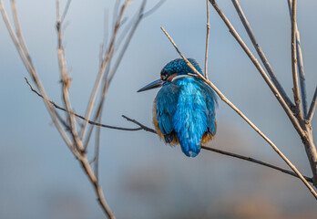martin pescatore in caccia sul fiume tevere nella riserva di nazzano tevere farfa