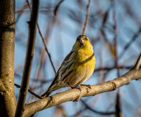 passeriforme in posa nella riserva di nazzano tevere farfa