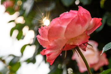 Zarte Rosenblüte im Gegenlicht