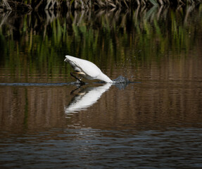 airone bianco maggiore in caccia sul fiume tevere nella riserva di nazzano tevere farfa