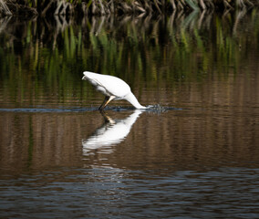airone bianco maggiore in caccia sul fiume tevere nella riserva di nazzano tevere farfa