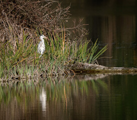 airone cenerino in attesa della preda sul fiume