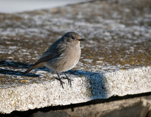 passeriforme in posa nella riserva di nazzano tevere farfa