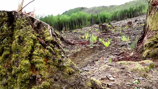 Clear cutting tree