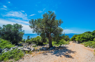 Olive Trees Garden, Mediterranean old olive field. Croatia olive grove, Lun, island Pag. - Image