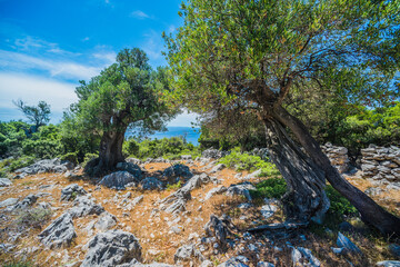 Olive Trees Garden, Mediterranean old olive field. Croatia olive grove, Lun, island Pag. - Image