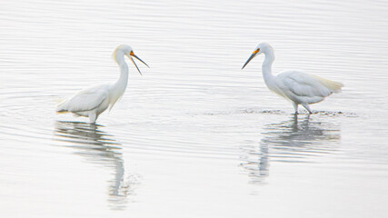 Two Young Egrets Having A Conversation