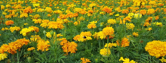 gelbe Tagetes blühen auf Feld   Gründüngung  zur Verbesserung des Bodens