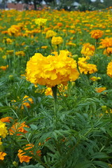 Obraz premium Feld mit Gründüngung gelbe Tagetes