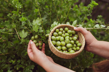 Woman pick gooseberry from a bush. Girl hands holding berries.
