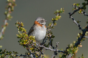The Rufous‐collared Sparrow (Zonotrichia capensis)