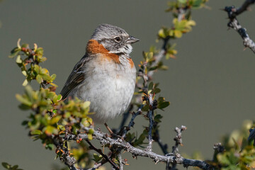 The Rufous‐collared Sparrow (Zonotrichia capensis)