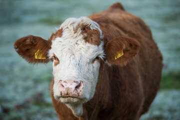 Cow on a wintry pasture