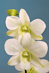 Fototapeta na wymiar Orchid Danphalea sp. Brasilia, Brazil