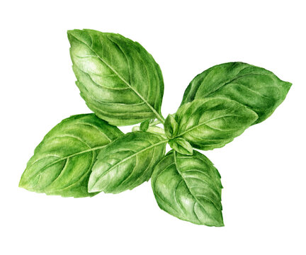 Basil fresh sprig watercolor illustration isolated on white background