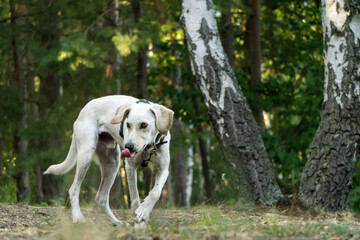 Obraz na płótnie Canvas Labrador, Hund im Wald