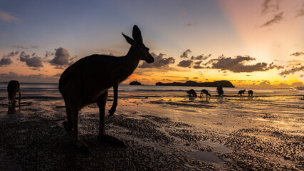 Kangaroos on beach at sunrise in Queensland, Australia