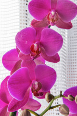 Orchid Phalaenopsis hybridum, Brasilia, Brazil.