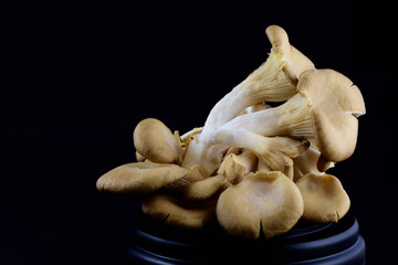 A group of fresh oyster mushrooms with lamellas in front of a dark background lies on a small wooden base